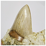 T115 - Finest Quality Serrated 4.21'' Megalodon Tooth in Matrix Indonesia Location