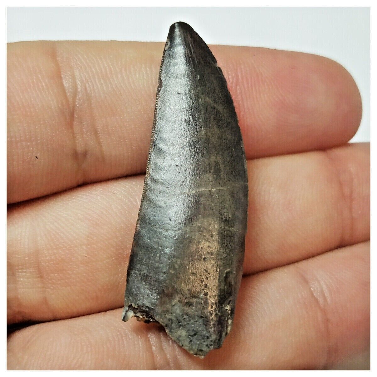 W1 - Kryptops palaios Abelisaurid Theropod Dinosaur Tooth Cretaceous E ...