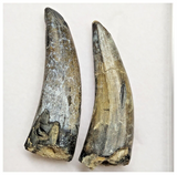 T217- Set of 2 Sarcosuchus imperator Crocodile Teeth Lower Cretaceous Elrhaz Fm