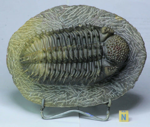 L16 - Finest Prepared Spiny 4.72'' Drotops armatus Middle Devonian Trilobite - Order Tadashi