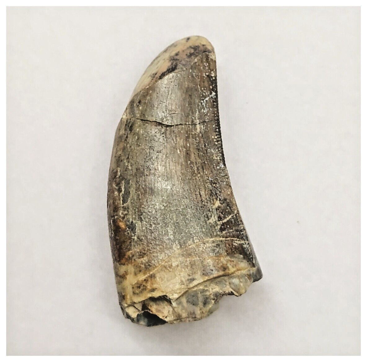 JS152 - Rare Eocarcharia dinops Dinosaur Tooth Cretaceous Elrhaz Fm Te ...
