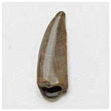 E15 - Kryptops palaios Abelisaurid Theropod Dinosaur Tooth Cretaceous Elrhaz Fm