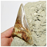 T125 - Finest Quality Serrated 3.42'' Megalodon Tooth in Matrix Indonesia Location