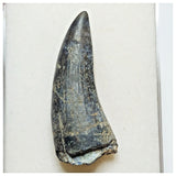 JS39 - Rare Suchomimus tenerensis Dinosaur Tooth Cretaceous Elrhaz Fm Tenere Desert