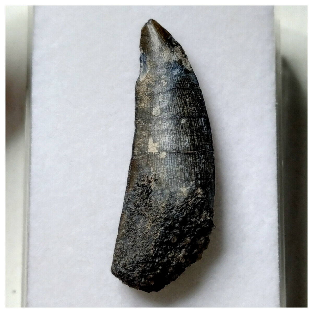 Kryoptops S25 - Kryptops palaios Abelisaurid Theropod Dinosaur Tooth Cretaceous ...