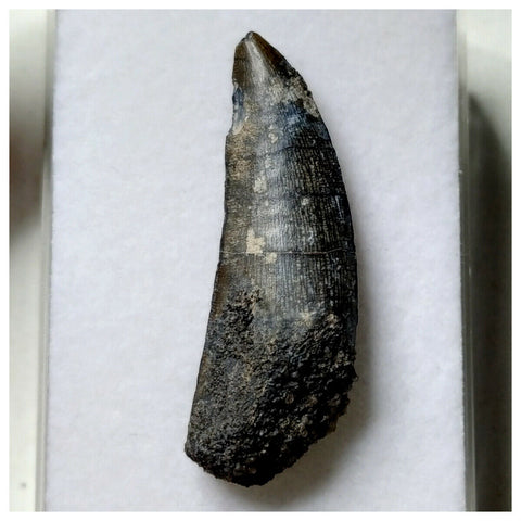 S25 - Kryptops palaios Abelisaurid Theropod Dinosaur Tooth Cretaceous Elrhaz Fm