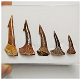 T184 - Set of 5 Nicely Preserved Onchopristis numidus Sawfish Rostral Teeth Upper Cretaceous KemKem