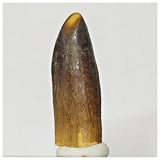 Z17 - Rebbachisaurus garasbae Diplodocoid Sauropod Dinosaur Tooth KemKem Beds