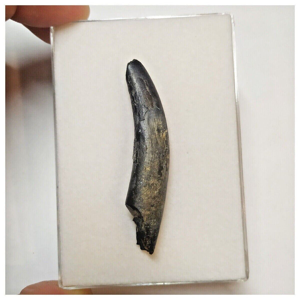 W15 - Top Rare Ornithocheirid Pterosaur Tooth - Lower Cretaceous - Elrhaz Fm