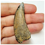 W4 - Rare Eocarcharia dinops Dinosaur Tooth - Cretaceous Elrhaz Fm Tenere Desert