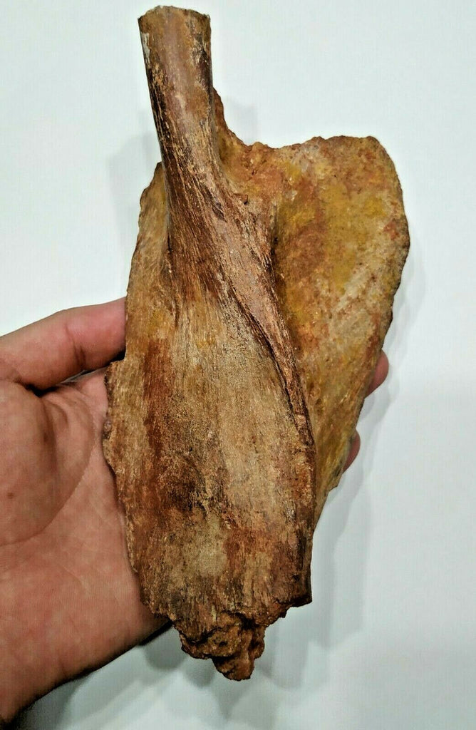 N6 - Rare Huge 7.67'' Unidentified Cretaceous Dinosaur Partial Bone KemKem Beds(143971476131)