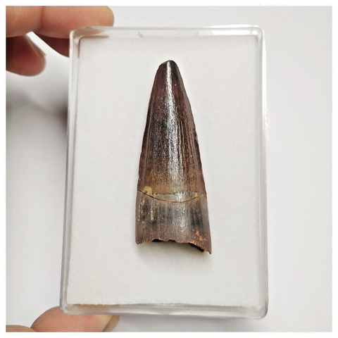 T206 - Finest Grade 1.92'' Red Spinosaurus Dinosaur Tooth Cretaceous KemKem Beds