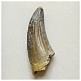 JS23 - Unique Undescribed Basal Spinosaurid Dinosaur Tooth Jurassic Tiouraren Fm