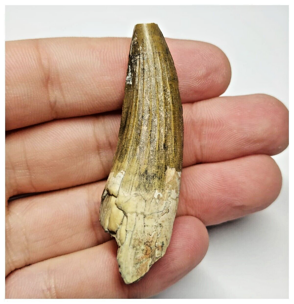 T16 - Rare Suchomimus tenerensis Dinosaur Tooth Lower Cretaceous Elrhaz Fm