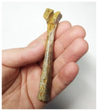 T260 - Top Rare 3.93 Inch Cretaceous Azhdarchid Pterosaur Metacarpal Bone KemKem