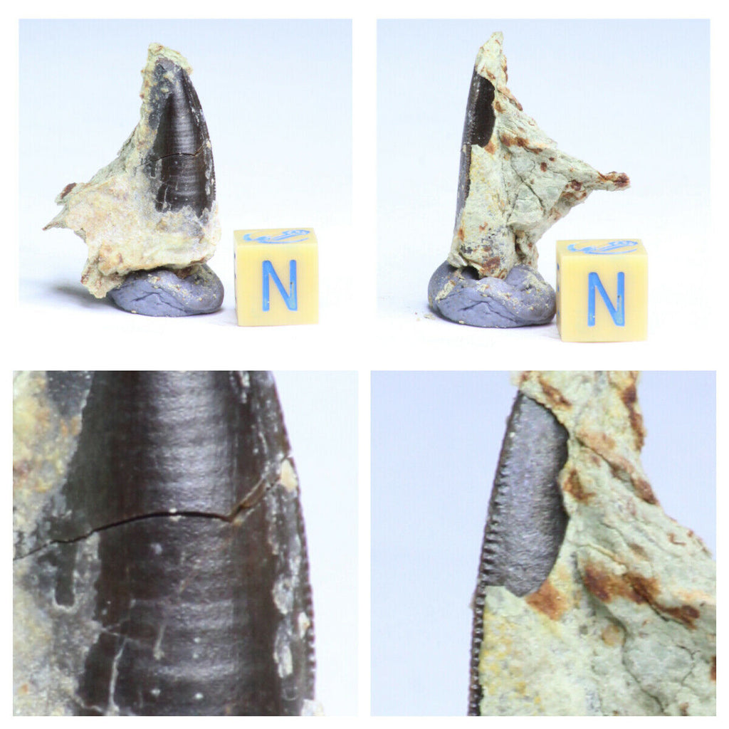R256 - Great Rare Black Serrated Abelisaurus Dinosaur Tooth in Natural Matrix  - Takaichiro Order