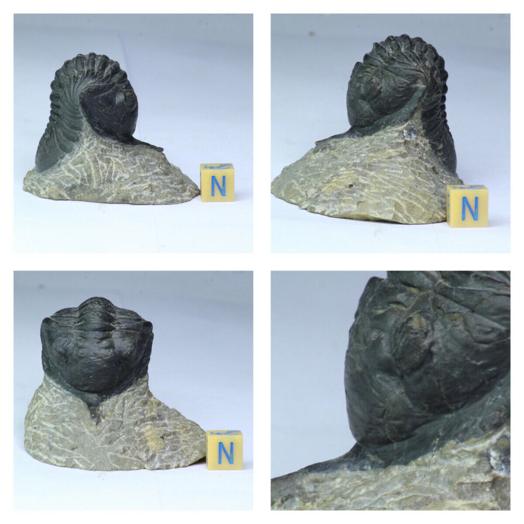 R359 - Great Rare 1.57'' Morocconites malladoides Middle Devonian Trilobite  - Will Order