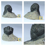 R359 - Great Rare 1.57'' Morocconites malladoides Middle Devonian Trilobite  - Will Order