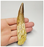 T96 - Large Rooted 4.52 Inch Spinosaurus Dinosaur Tooth Cretaceous KemKem Beds