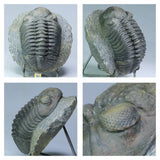 R362 & T137 Drotops megalomanicus Devonian Trilobite + Ventral Prepared 4.52'' Drotops megalomanicus  - Travis Order