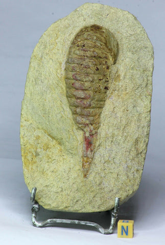 L191 - Soft Bodied Aglaspid (Tremaglaspis unite) Lower Ordovician Fezouata Fm(143848421330)- Hidehiro Order