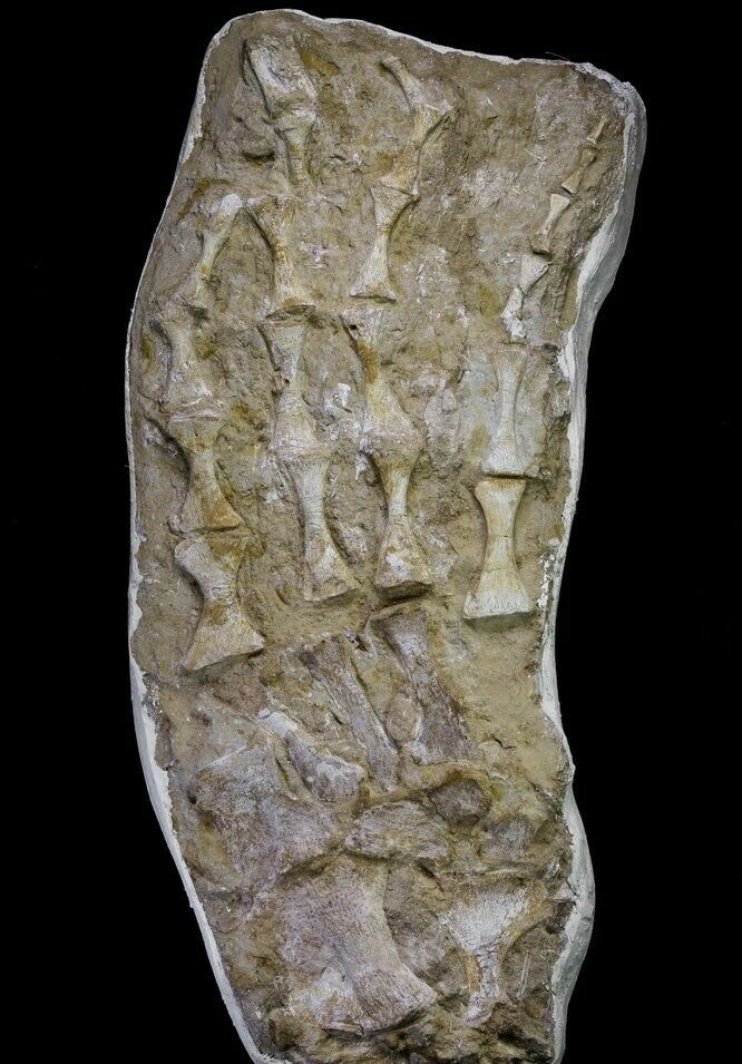 20995 - Museum Grade 23.07 Inch Unidentified Mosasaur Complete Paddle Limb Bones(143935664959)