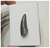 F5 - Rare Suchomimus tenerensis Dinosaur Tooth Cretaceous Elrhaz Fm Tenere Desert