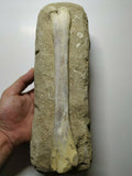 A11- Top Rare 10.23'' Unidentified Pterosaur Limb Bone Upper Cretaceous Oued Zem(143934959799)