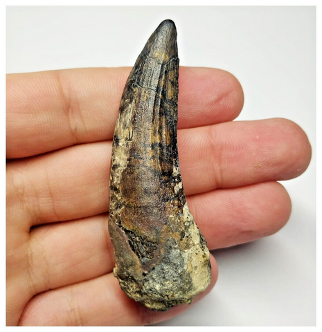 T17 - Rare Suchomimus tenerensis Dinosaur Tooth Lower Cretaceous Elrhaz Fm