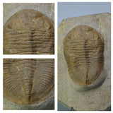 A8 & R365 Acadoparadoxides levisetti Cambrian Trilobite + Eudolatites sp Upper Ordovician Trilobite - Order 143934931837