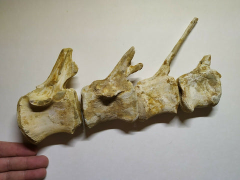 A12 + P8 + L137 4 Spinosaurus Dinosaur Caudal Tail Vertebra Bones +  Trilobites - Order 143934965057