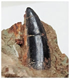 F25 - Rare 0.90'' Black Abelisaurid Dinosaur Tooth in Matrix Upper Cretaceous Talsint
