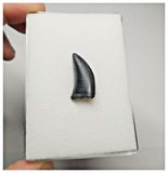 T10 - Rare Eocarcharia dinops Dinosaur Tooth - Cretaceous Elrhaz Fm Tenere Desert