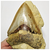 T118 - Finest Quality Serrated 4.29'' Megalodon Tooth in Matrix Indonesia Location