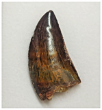 T74 - Finest Grade Black Carcharodontosaurus Dinosaur Tooth - Cretaceous KemKem