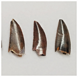 T204 - Set of 5 Finest Abelisaurid Dinosaur Teeth Upper Cretaceous KemKem Beds