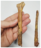 T266 - Rare Cretaceous 11.41'' Azhdarchid Pterosaur Wing Phalanx 1 Bone Digit IV