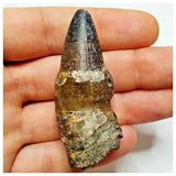 JS28 - Top Rare Pathologically Deformed Sarcosuchus Crocodile Tooth Cretaceous Elrhaz Fm