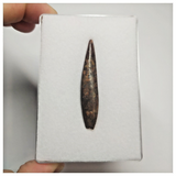 T68 - Top Rare Fully Rooted Pterosaur (Coloborhynchus) Tooth Cretaceous KemKem Beds