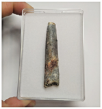 T90 - Large Rebbachisaurus garasbae Diplodocoid Sauropod Dinosaur Tooth KemKem
