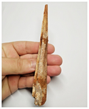 T145 - Rare 5.78'' Alanqa saharica Cretaceous Azhdarchid Pterosaur Dentary Bone