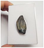 T85 - Rare Jobaria tiguidensis Sauropod Dinosaur Tooth Jurassic Tiouraren Fm