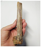 T255 - Top Rare 6.69'' Partial Cretaceous Azhdarchid Pterosaur Metacarpal Bone