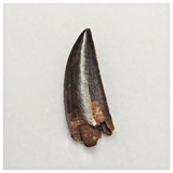 T106 - Finest Grade 1.06 Inch Abelisaurid Dinosaur Tooth Upper Cretaceous KemKem