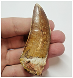 T61 - Serrated 2.83 Inch Carcharodontosaurus Dinosaur Tooth - Cretaceous KemKem