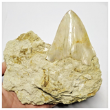 T115 - Finest Quality Serrated 4.21'' Megalodon Tooth in Matrix Indonesia Location