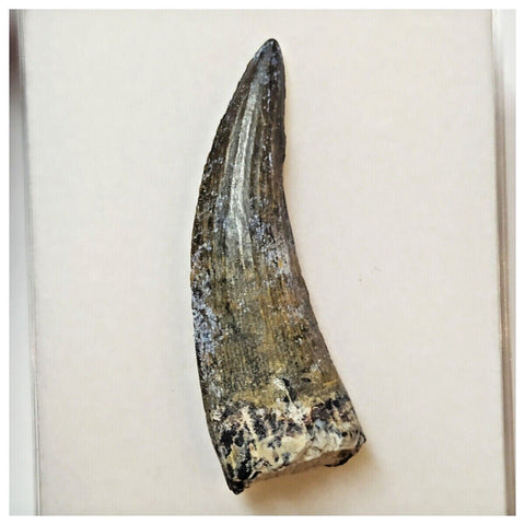 W6 - Rare Suchomimus tenerensis Dinosaur Tooth Lower Cretaceous Elrhaz Fm