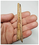 T268 - Exceedingly Rare 4.09'' Cretaceous Azhdarchid Pterosaur Dentary Bone KemKem