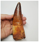 T54- Insane Finest 5.35 Inch Spinosaurus Dinosaur Tooth - Cretaceous KemKem Beds