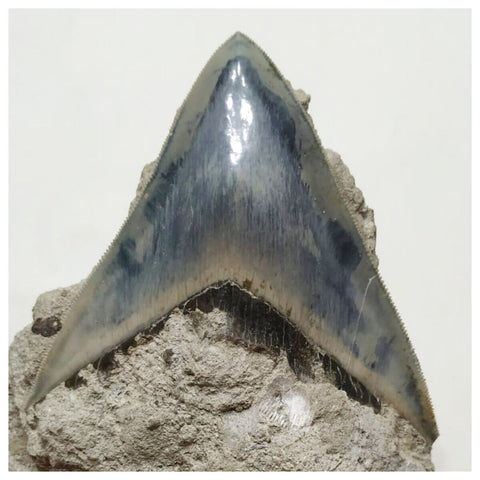 G44 - Finest Quality Serrated 8.8cm Megalodon Tooth in Matrix Indonesia Location